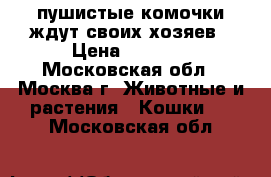 пушистые комочки ждут своих хозяев › Цена ­ 1 000 - Московская обл., Москва г. Животные и растения » Кошки   . Московская обл.